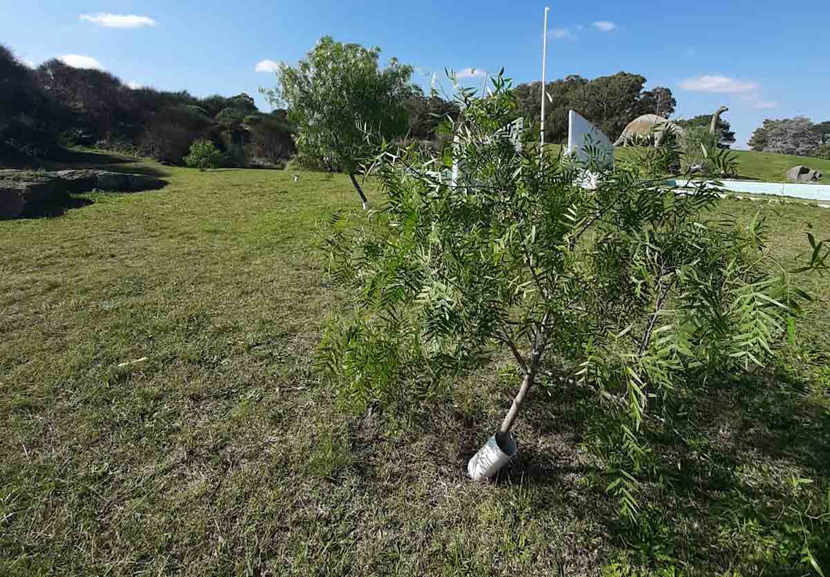 Plantación de Aguaribay que aporta memoria, reconocimiento y calidad de vida